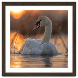 Majestic Swan Swimming At Sunrise Serene Water thumbnail