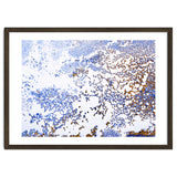 Coral Blooming thumbnail
