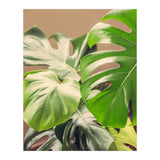 Monstera Mix (Print Only) thumbnail