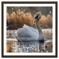 Majestic Swan On Calm Water During Sunset Nature Scene