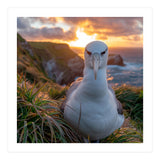 Albatross Bird On Grassy Cliff At Sunset (Print Only) thumbnail