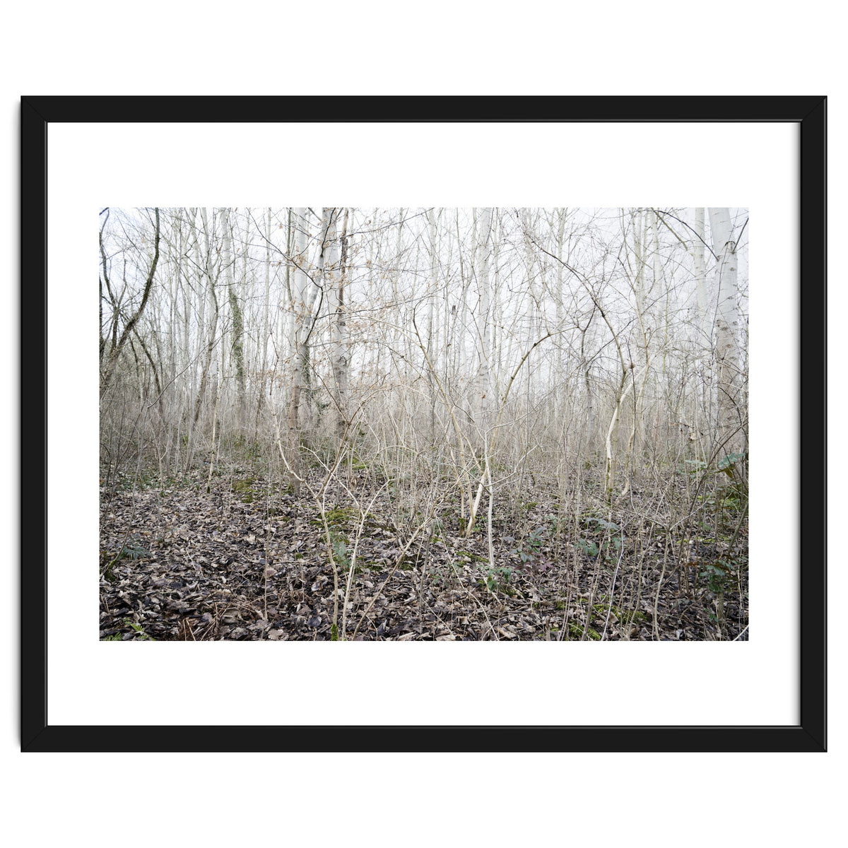 Lost in the birch forest