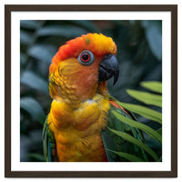 Close Up Of A Colorful Sun Conure Parrot