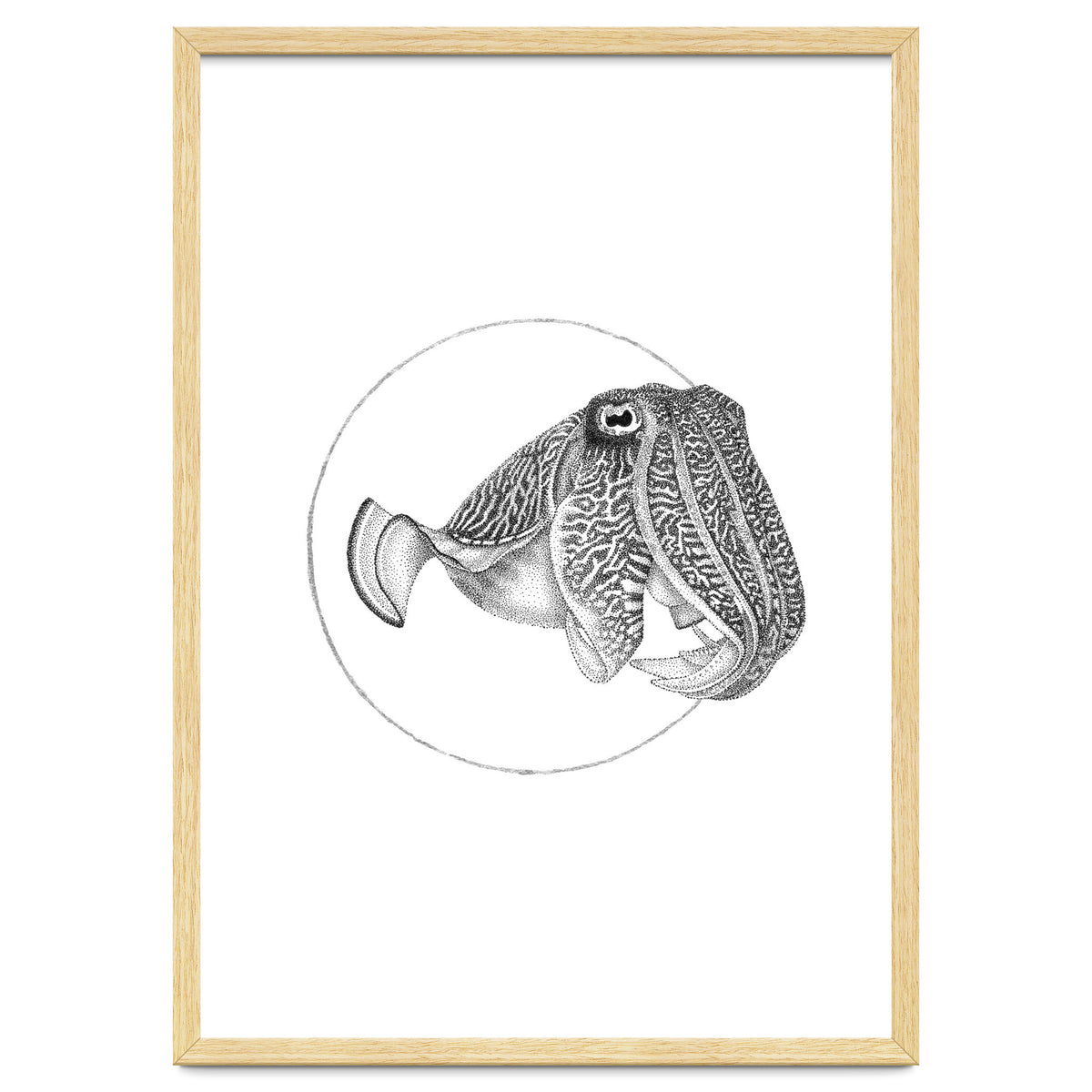 The Fascinating Cuttlefish