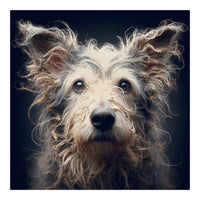 Old Dog 07 (Print Only)