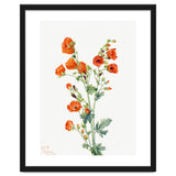 Mary Vaux Walcott – Scarlet Globe Mallow (Sphaeralcea grossulariaefolia) (1927) thumbnail