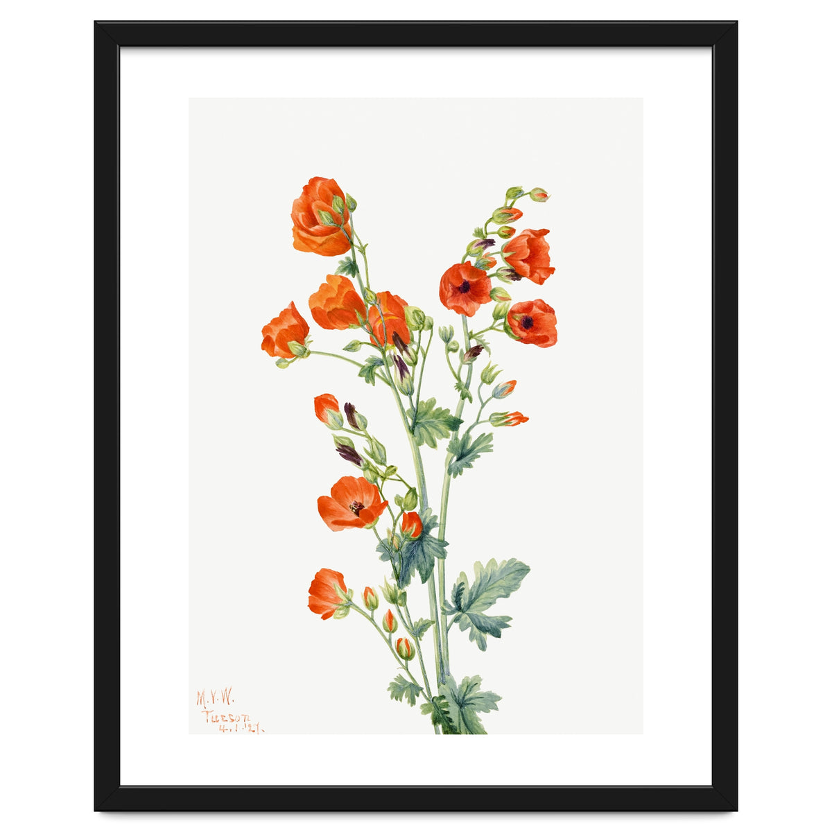 Mary Vaux Walcott – Scarlet Globe Mallow (Sphaeralcea grossulariaefolia) (1927)