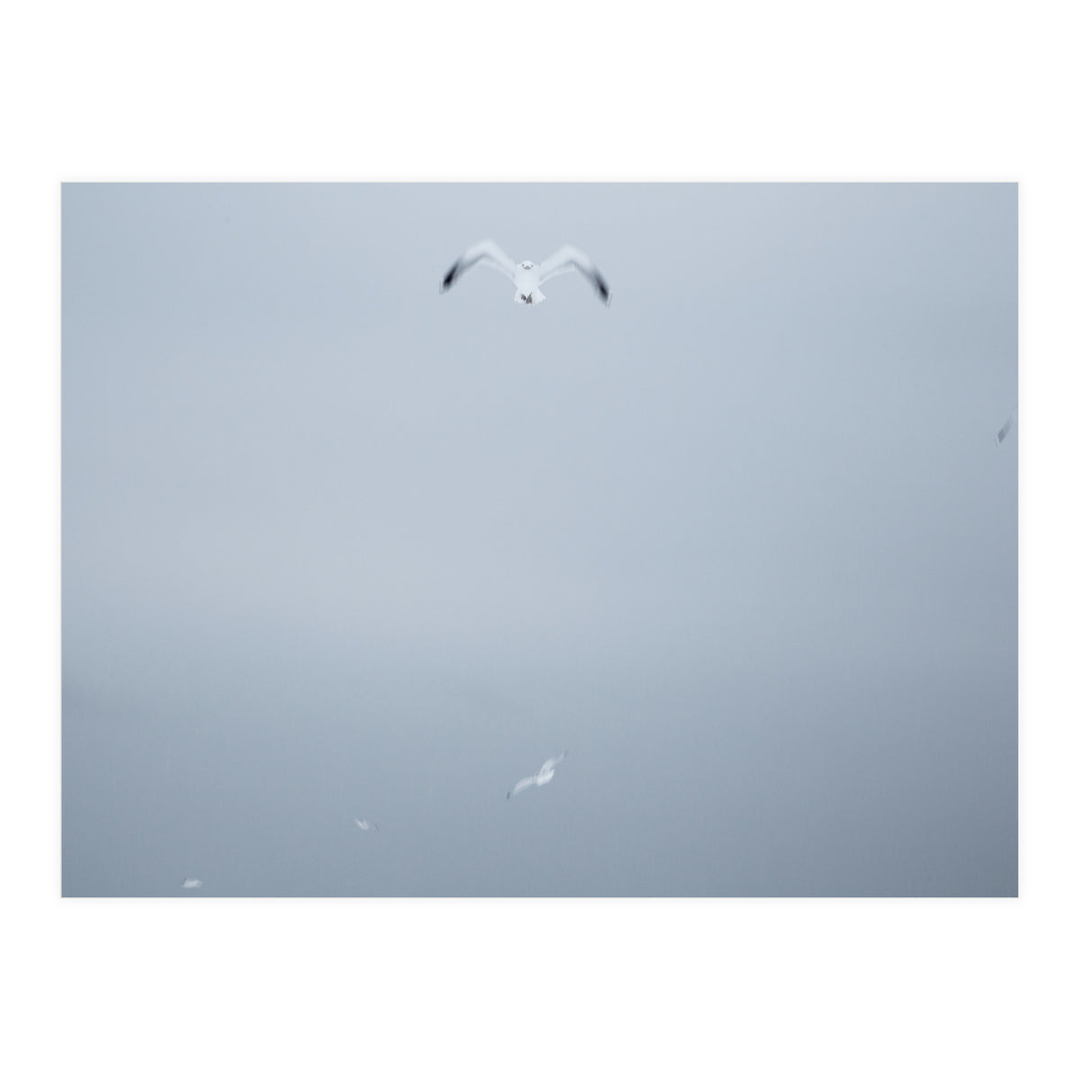 A flying seagull in the winter sky (Print Only)