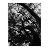 Tree Black Silhouette (Print Only) thumbnail