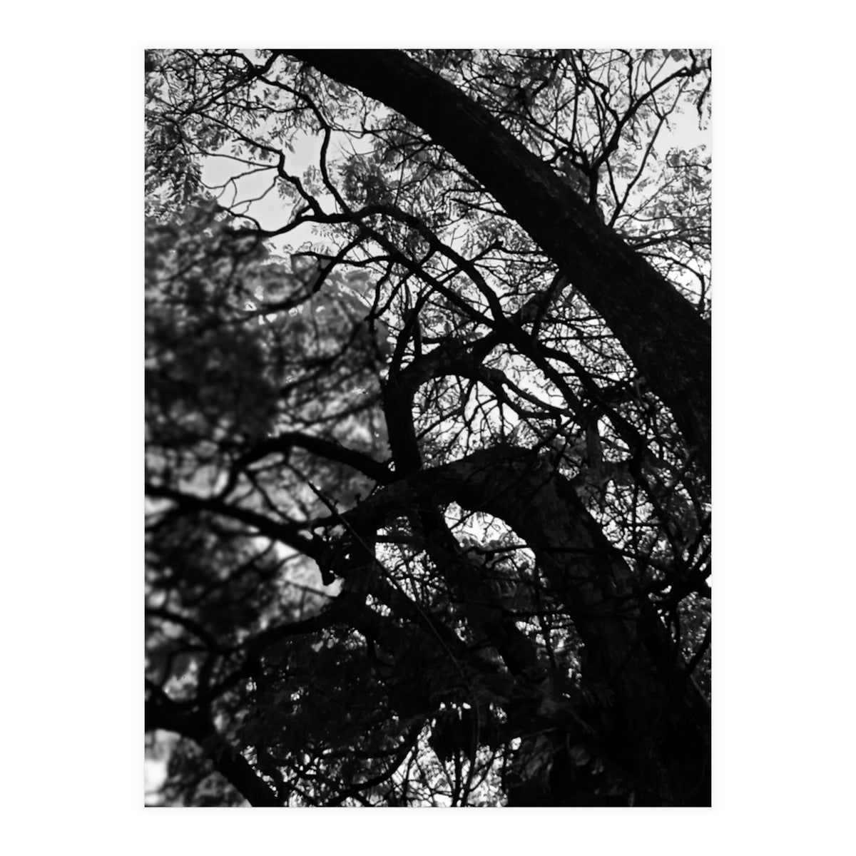 Tree Black Silhouette (Print Only)