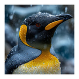 King Penguin Close Up In The Rain (Print Only) thumbnail