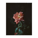 Romantic (Print Only) thumbnail