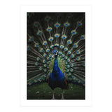 Peacock Portrait Photography (Print Only) thumbnail