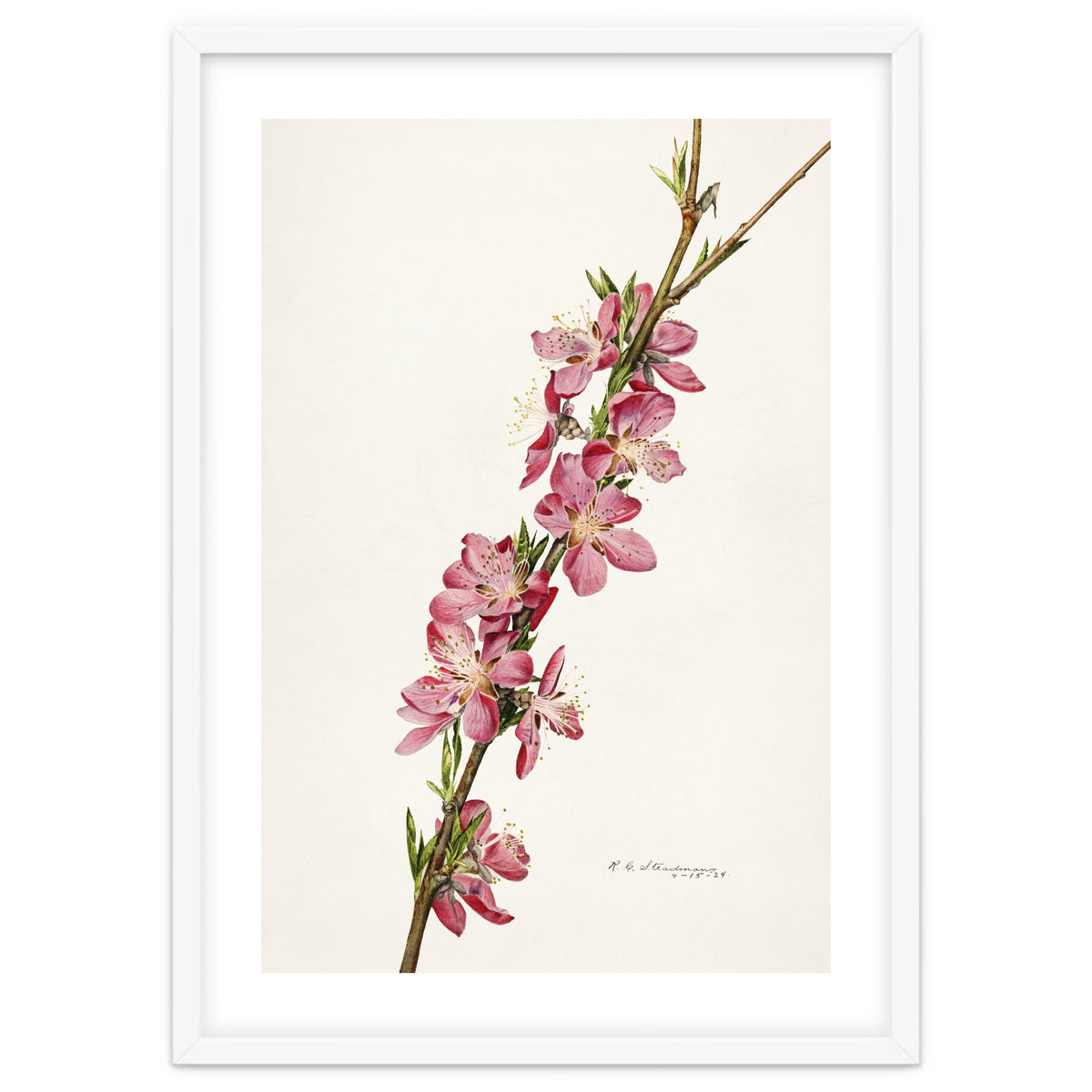 Royal Charles Steadman – Peach (Prunus persica) (1924)