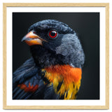 Black Bird With Red Eyes And Orange Chest Feathers thumbnail
