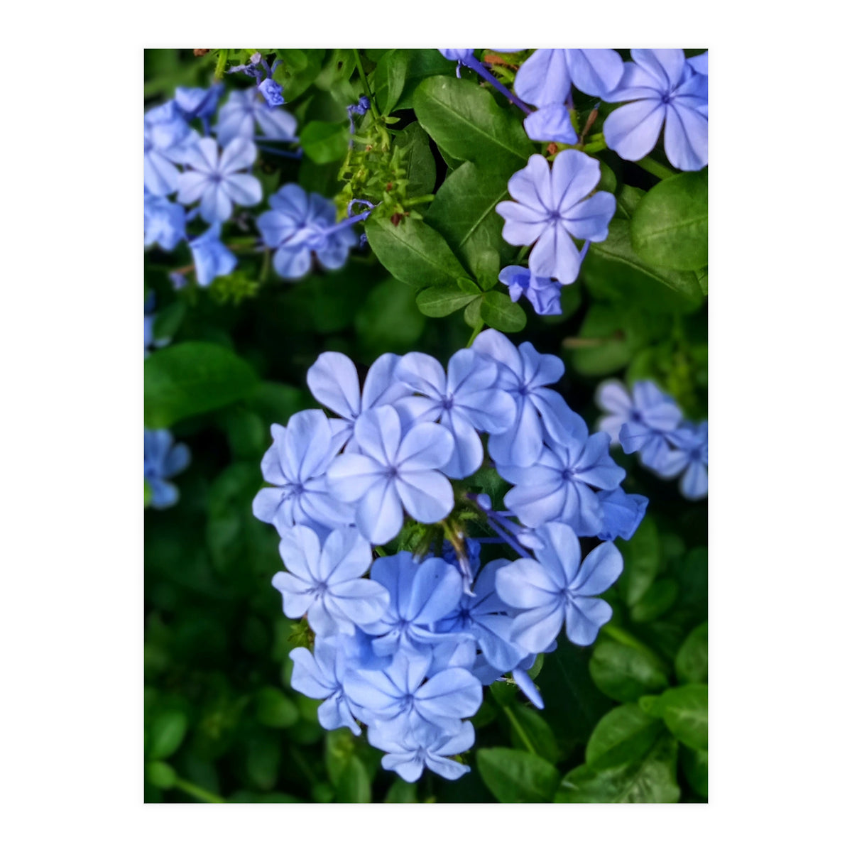 Blue Plambago Flowers (Print Only)