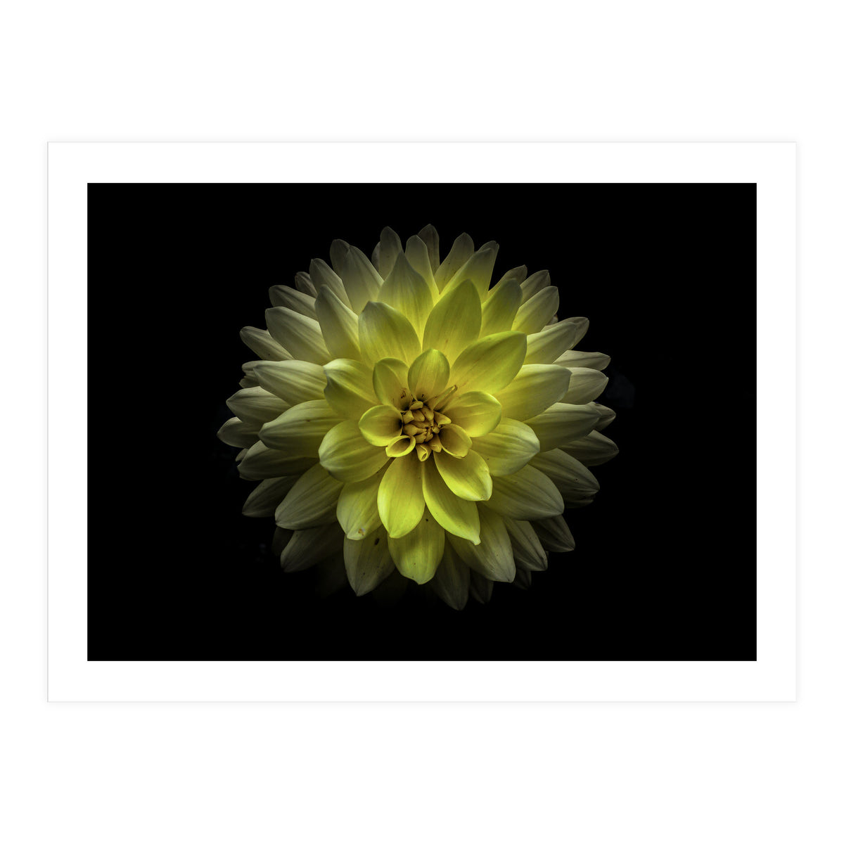 Backyard Flowers No 128 Color Version (Print Only)