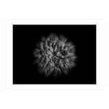 Backyard Flowers In Black And White No 48 Flow Version (Print Only) thumbnail