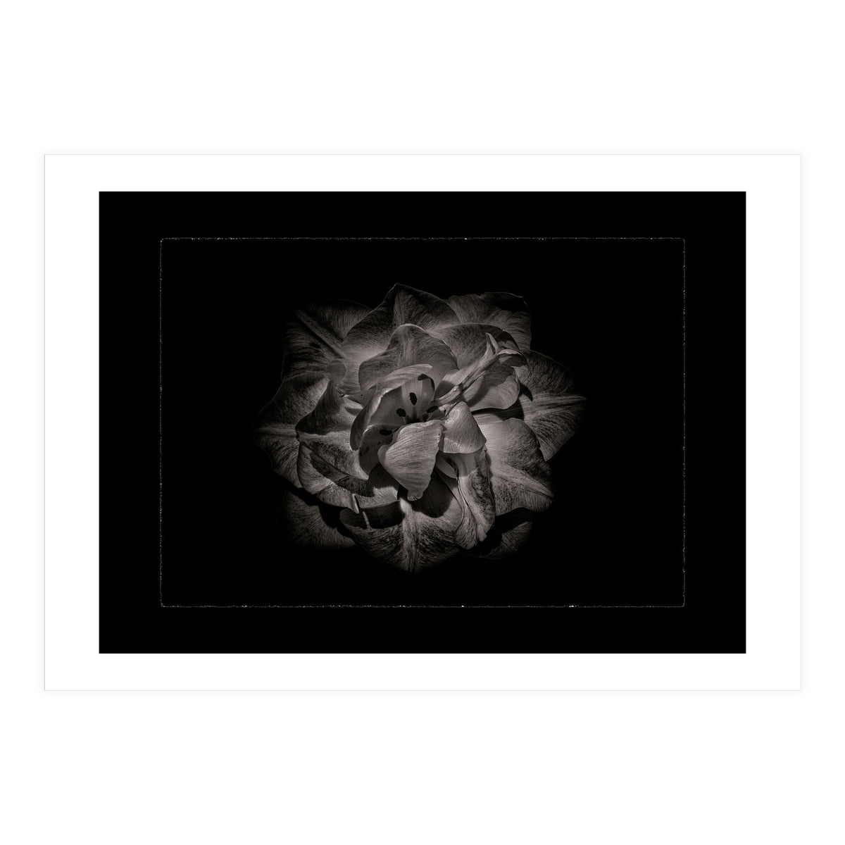 Backyard Flowers In Black And White No 81 with Border (Print Only)