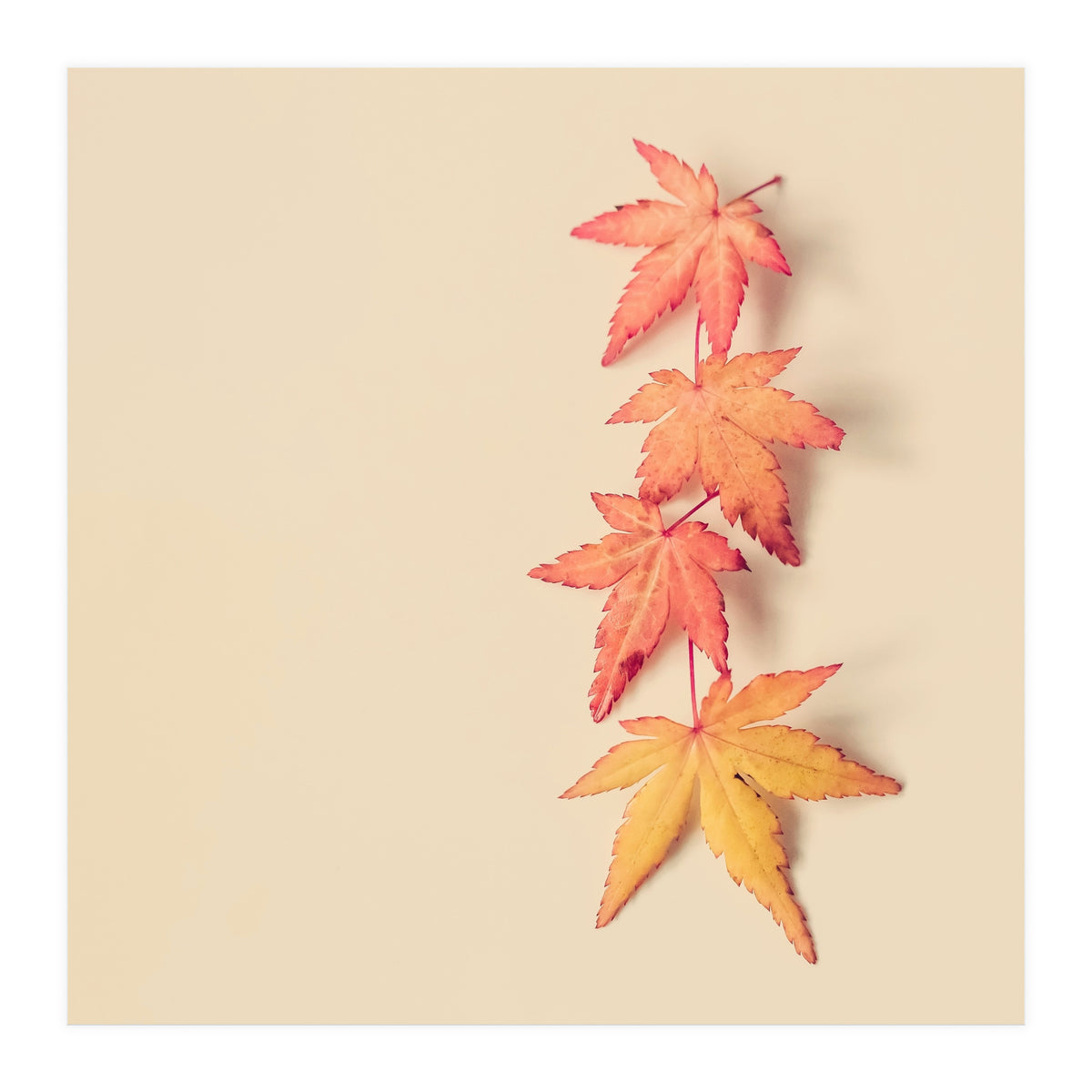 Maple In Pastel (Print Only)