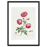 John Edwards – Larger Provence Rose (1770–1775) thumbnail