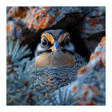 Close Up Falcon Eye Detail In Nest (Print Only) thumbnail