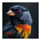Black Bird With Red Eyes And Orange Chest Feathers (Print Only) thumbnail