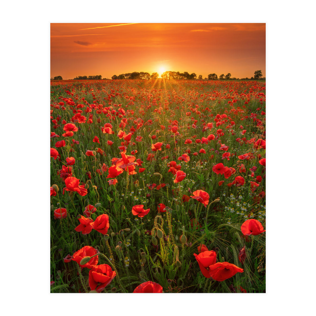 Poppies At Sunset (Print Only)