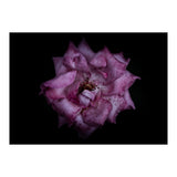 Backyard Flowers No 111 Color Version (Print Only) thumbnail
