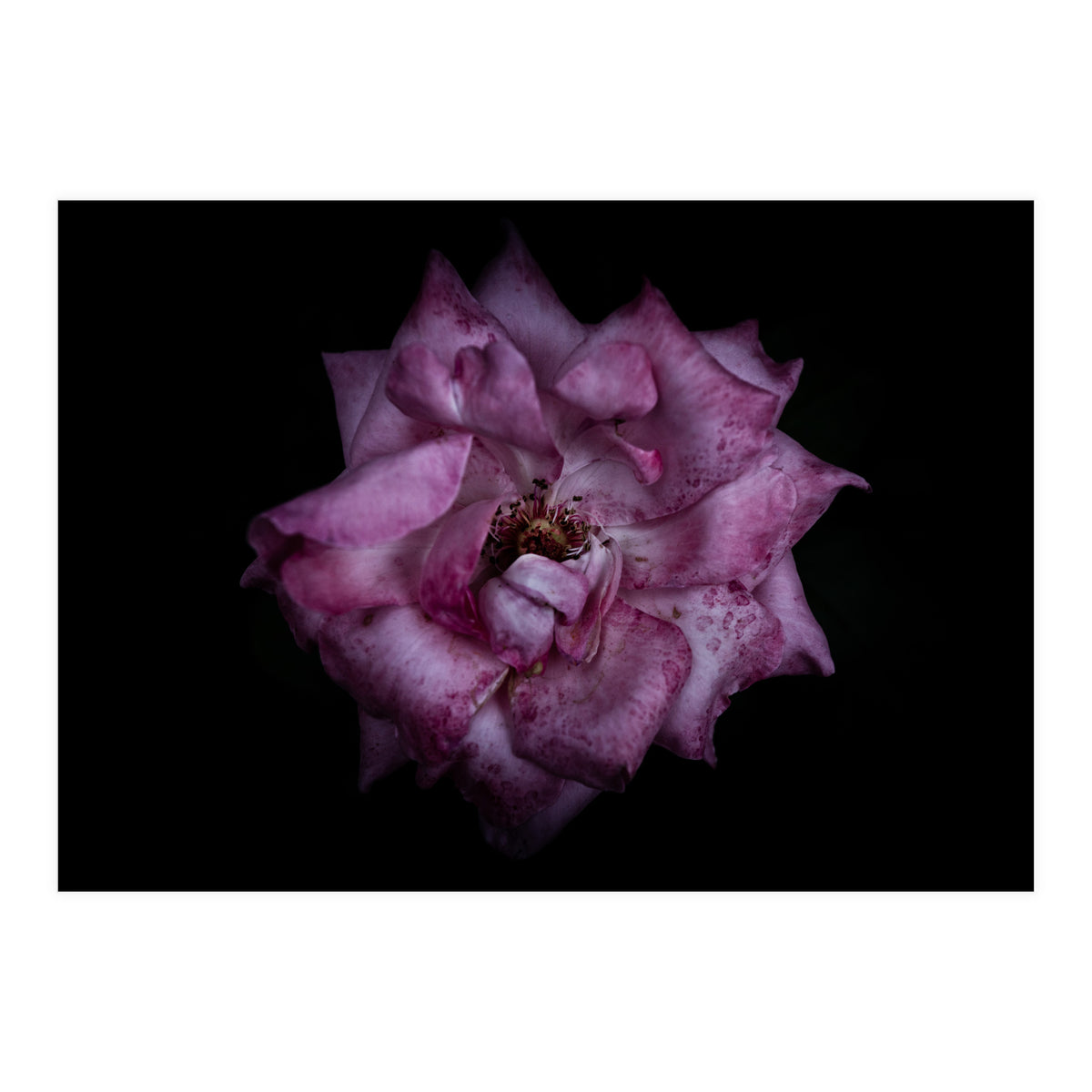 Backyard Flowers No 111 Color Version (Print Only)