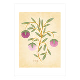 Vintage Fruits (Print Only) thumbnail