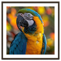 Blue And Gold Macaw Parrot Close Up Portrait