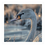 Close Up Of A Swan Covered In Frost (Print Only) thumbnail