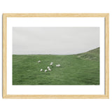 A flock of Sheep in the Green Hill - Iceland thumbnail