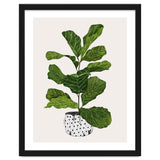 Fiddle Leaf Fig Tree Plant thumbnail