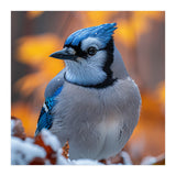 Blue Jay Bird In Winter Snowfall And Leaves (Print Only) thumbnail