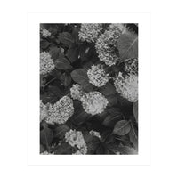 Hydrangeas | Black & White Portrait (Print Only)