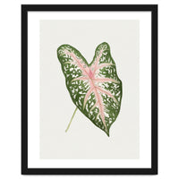Caladium ‘Carolyn Whorton’ Leaf (Hand Drawn Illustration)