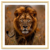 Majestic Lion King Of The Savannah In Dry Grass thumbnail