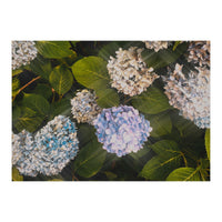 Hydrangeas | Landscape (Print Only)