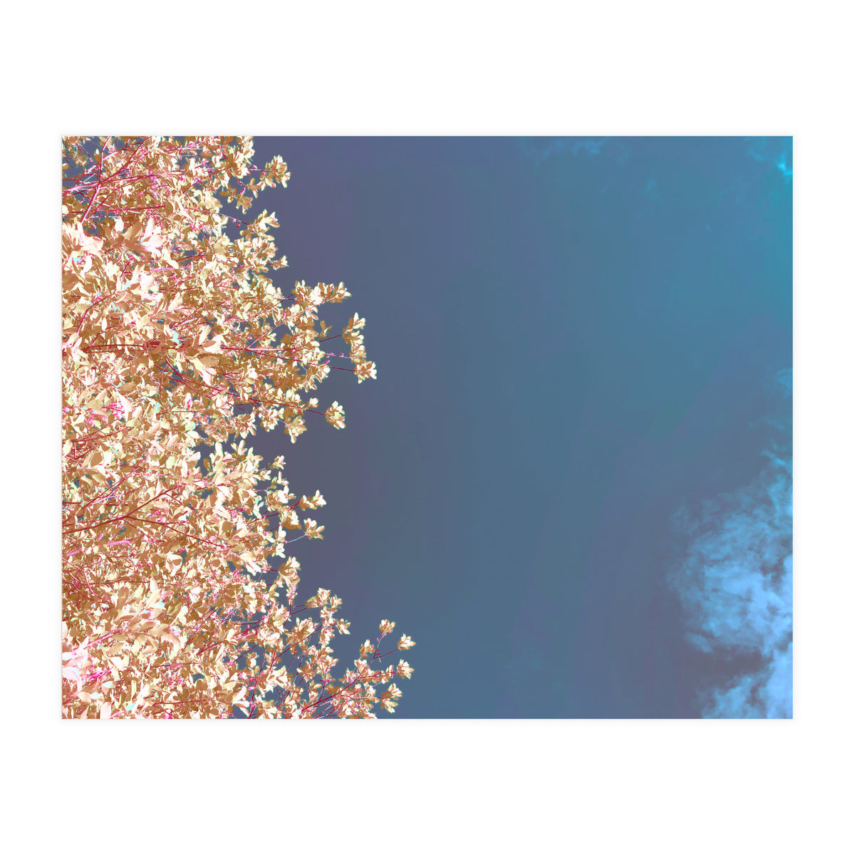 Leaves And Sky (Print Only)