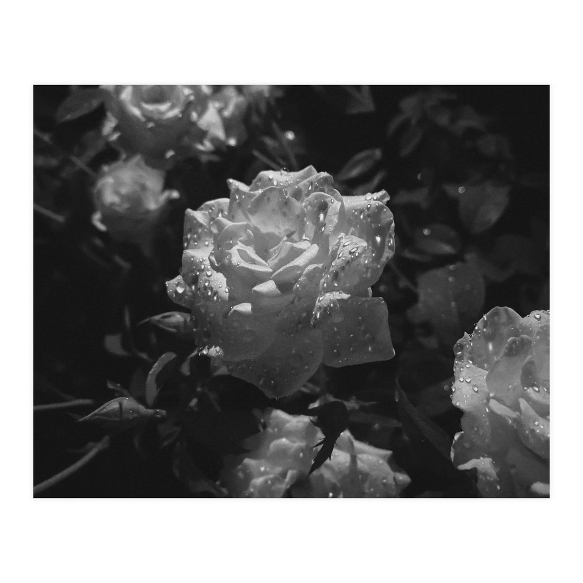 Dark Paradise | Black & White (Print Only)