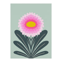 Chrysanthemum - turquoise and pink (Print Only)