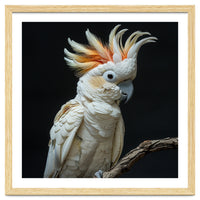 White Cockatoo Parrot Bird Perched On Branch