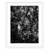 Tree From Below Black Silhouette thumbnail