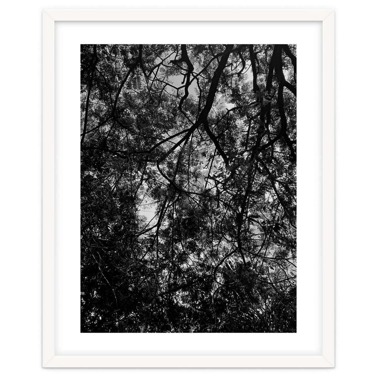 Tree From Below Black Silhouette