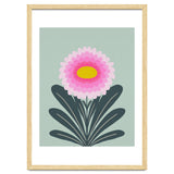 Chrysanthemum - turquoise and pink thumbnail