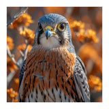 Close Up Of A Kestrel Bird Of Prey (Print Only) thumbnail