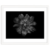 Backyard Flowers In Black And White 22 thumbnail