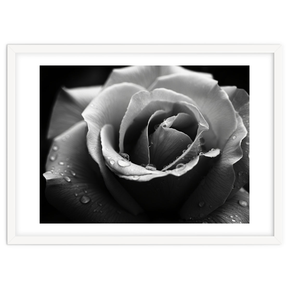 Ethereal Monochromatic Rose Petal Macro